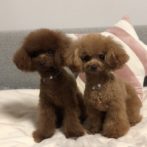 わんちゃんのアクセサリー