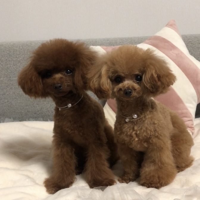 わんちゃんのアクセサリー