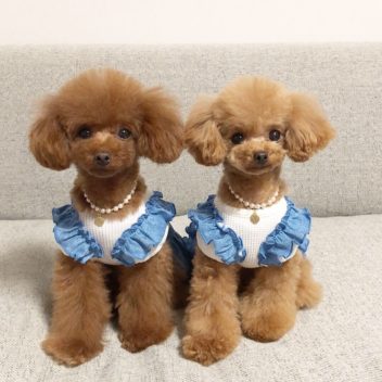 ペットアクセサリー・イニシャルネックレス（あこや本真珠・パール）