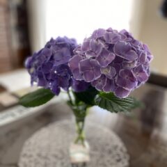 あじさいのおまじないって知ってます？